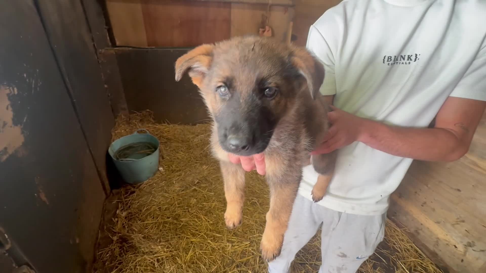 German Shepherd dogs for sale: Blue sable German shepherds  - Video 3