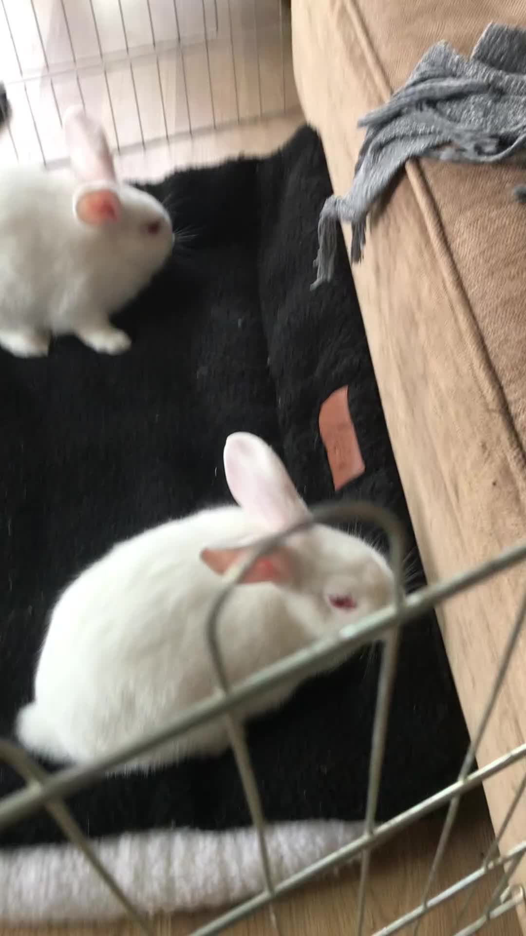Mixed Breed rabbits for sale: Cute Albino Bunnies  - Video 1