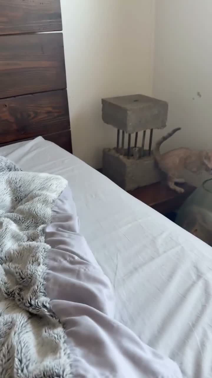 Bengal cats for sale: Blue-eyed Albinos Bengal Kittens, TICA-Active! 🏆 - Video 1