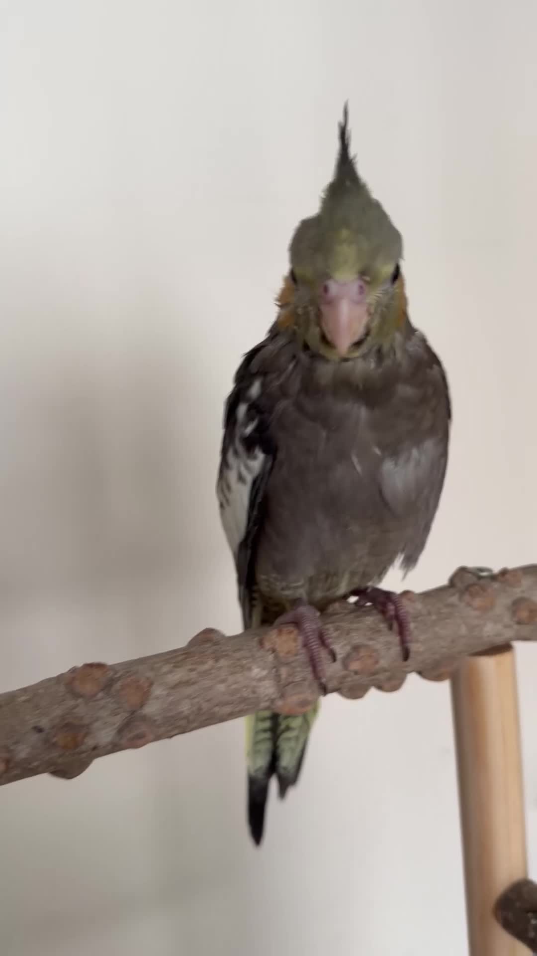 Cockatiels birds for sale: Male Tame Cockatiel 8 weeks old  - Video 2