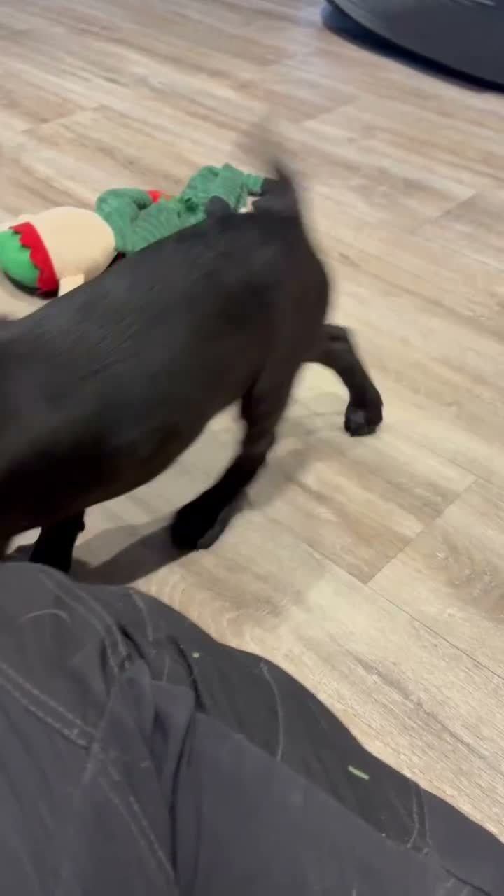 Mixed Breed dogs for sale: 9 week old cocker cross staffy  - Video 2
