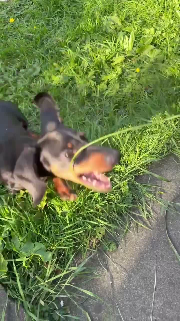 Miniature Dachshund dogs for sale: Miniature Daschund male 7 months old  - Video 1