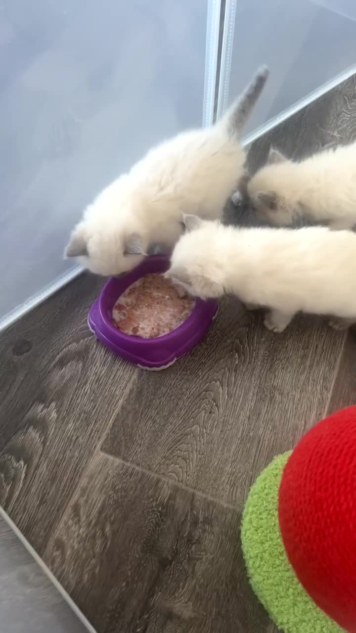 Ragdoll cats for sale: Blue colourpoint Ragdolls  - Video 1