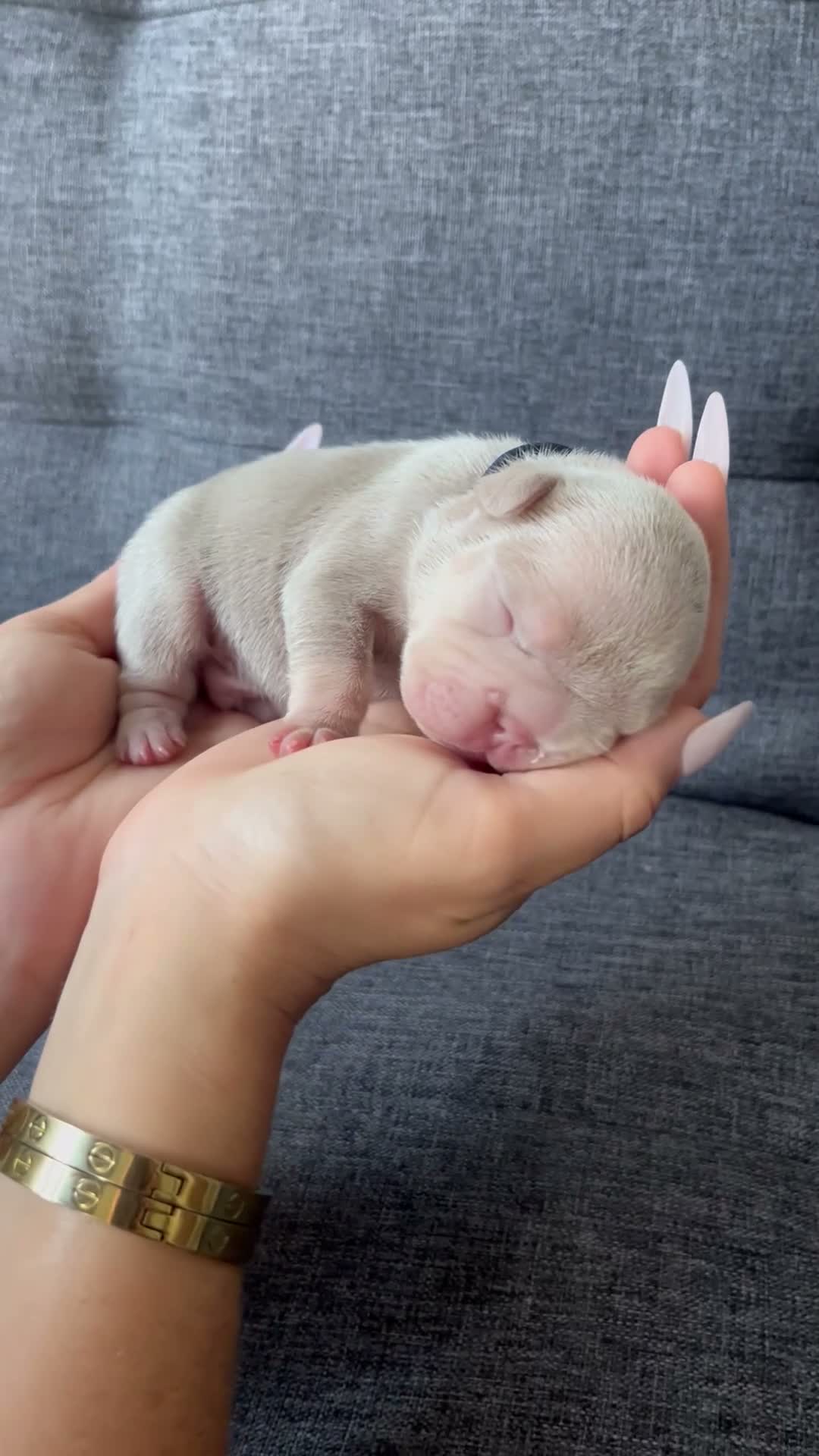 French Bulldog dogs for sale: French bulldog puppies  in Chelmsford - Video 1