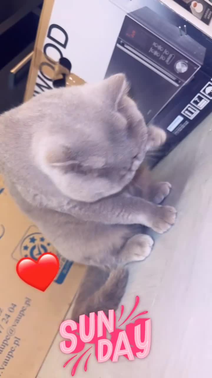 British Shorthair cats for sale: British short hair Cats - Video 1