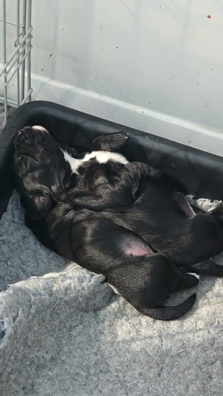 Cocker Spaniel dogs for sale: Working cocker spaniel  - Video 2