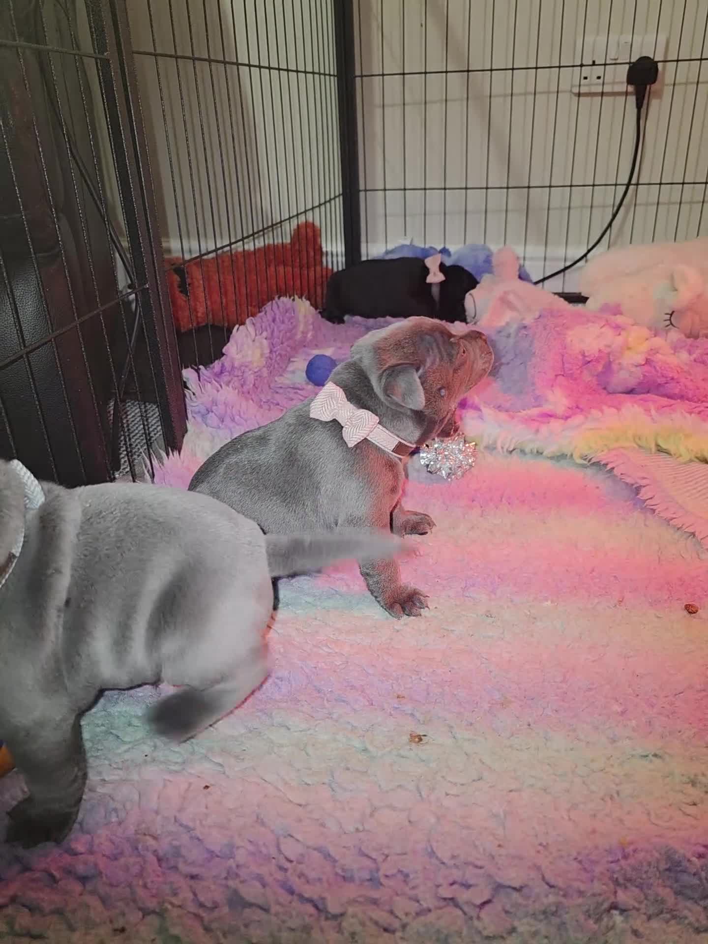 Staffordshire Bull Terrier dogs for sale: Blue / Black Staffordshire bull terrier puppies - Video 1