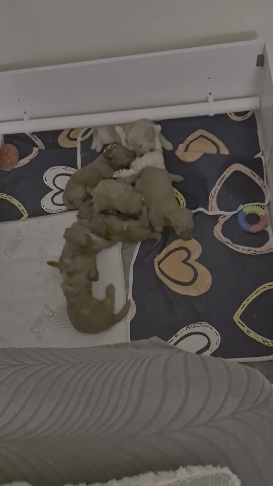 Cockapoo dogs for sale: Cockapoo Puppies!DNA tested parents! - Video 1