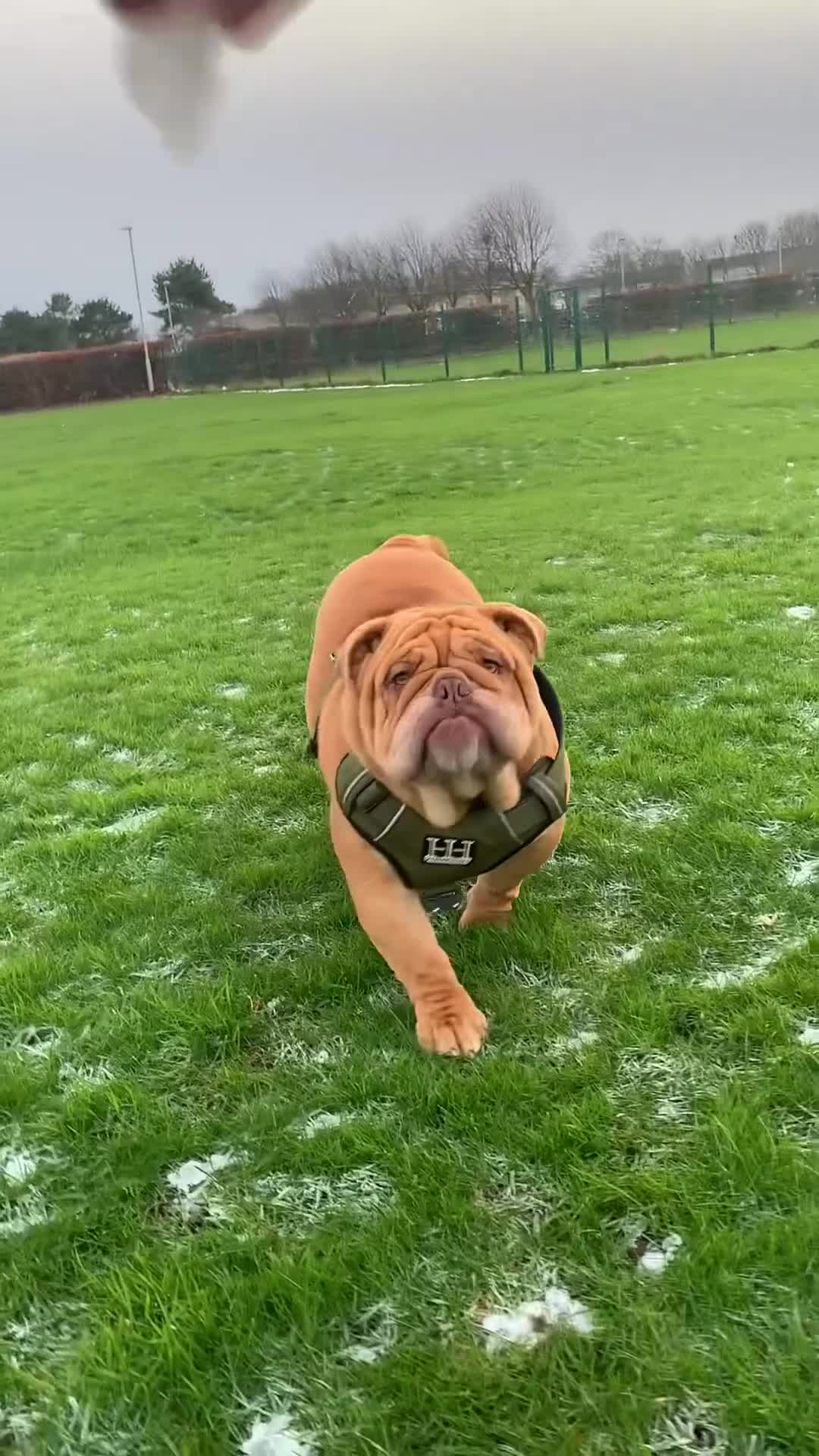 English Bulldog dogs for stud: Fluffy carrier British bulldog stud  - Video 5