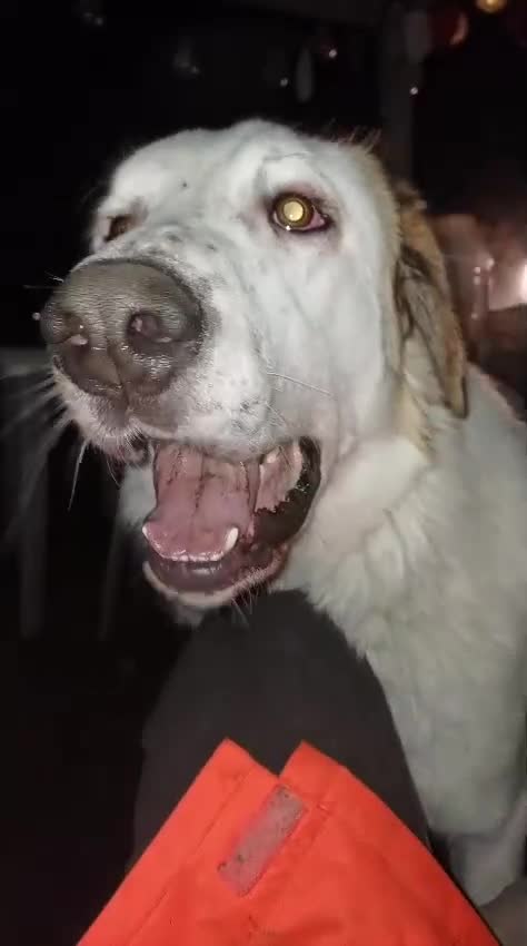 Mixed Breed dogs for adoption: BALOO – A Gentle Giant 🐻 with a Golden Heart 💛 - Video 5