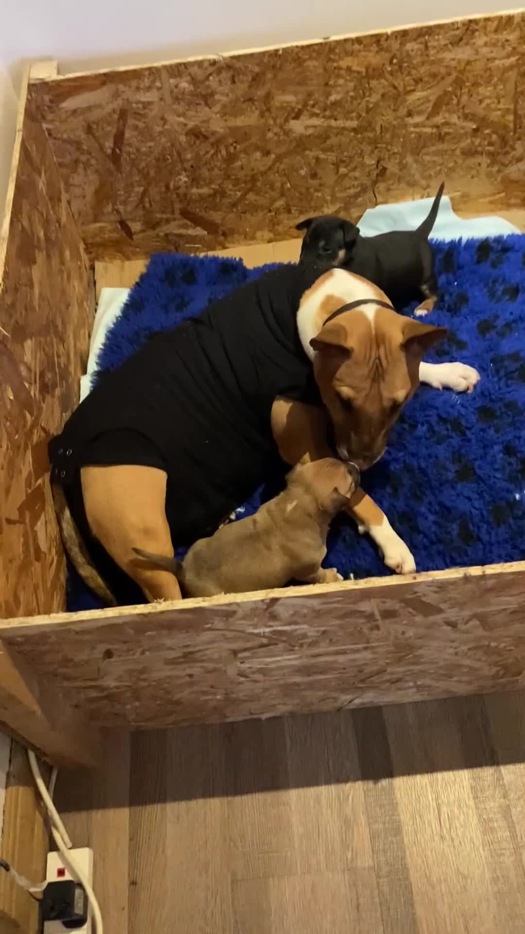 English Bull Terrier dogs for sale: Two female pups for sale - Video 5