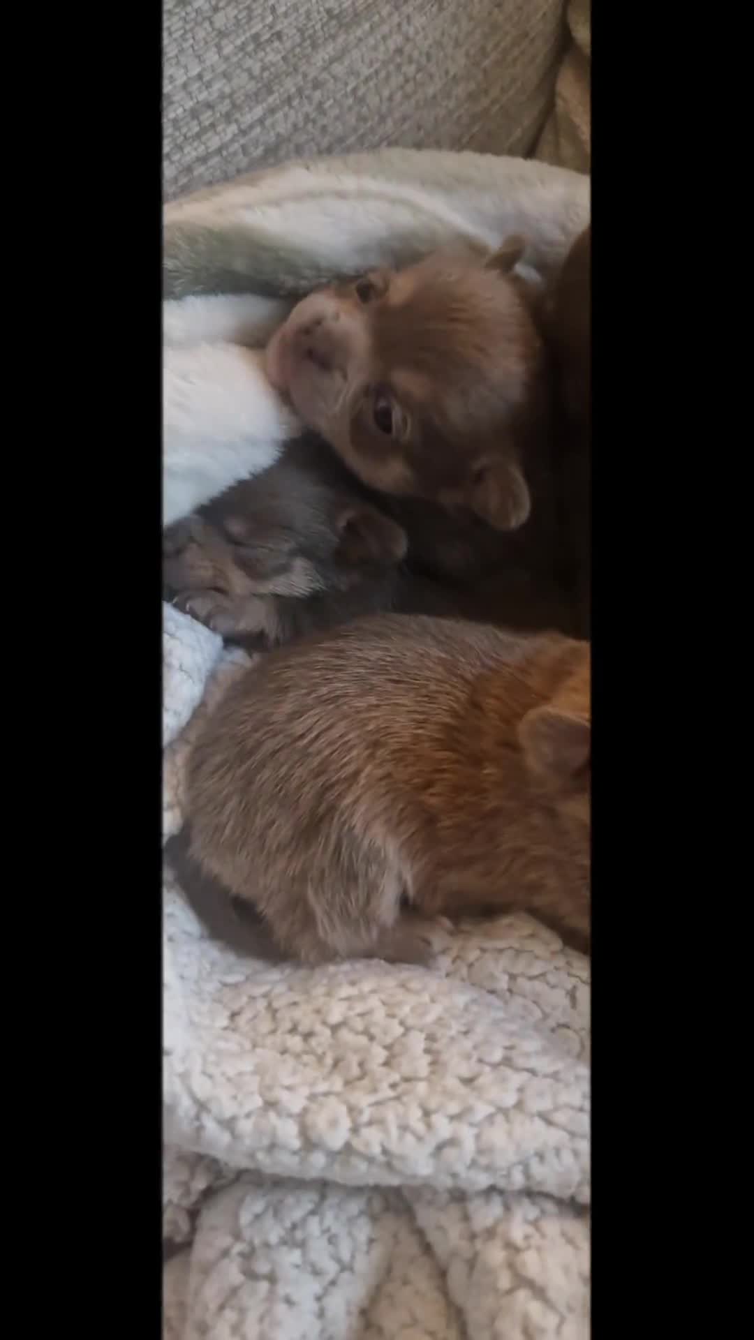 Chihuahua dogs for sale: Rare blue lilac miniature chihuahua  - Video 1