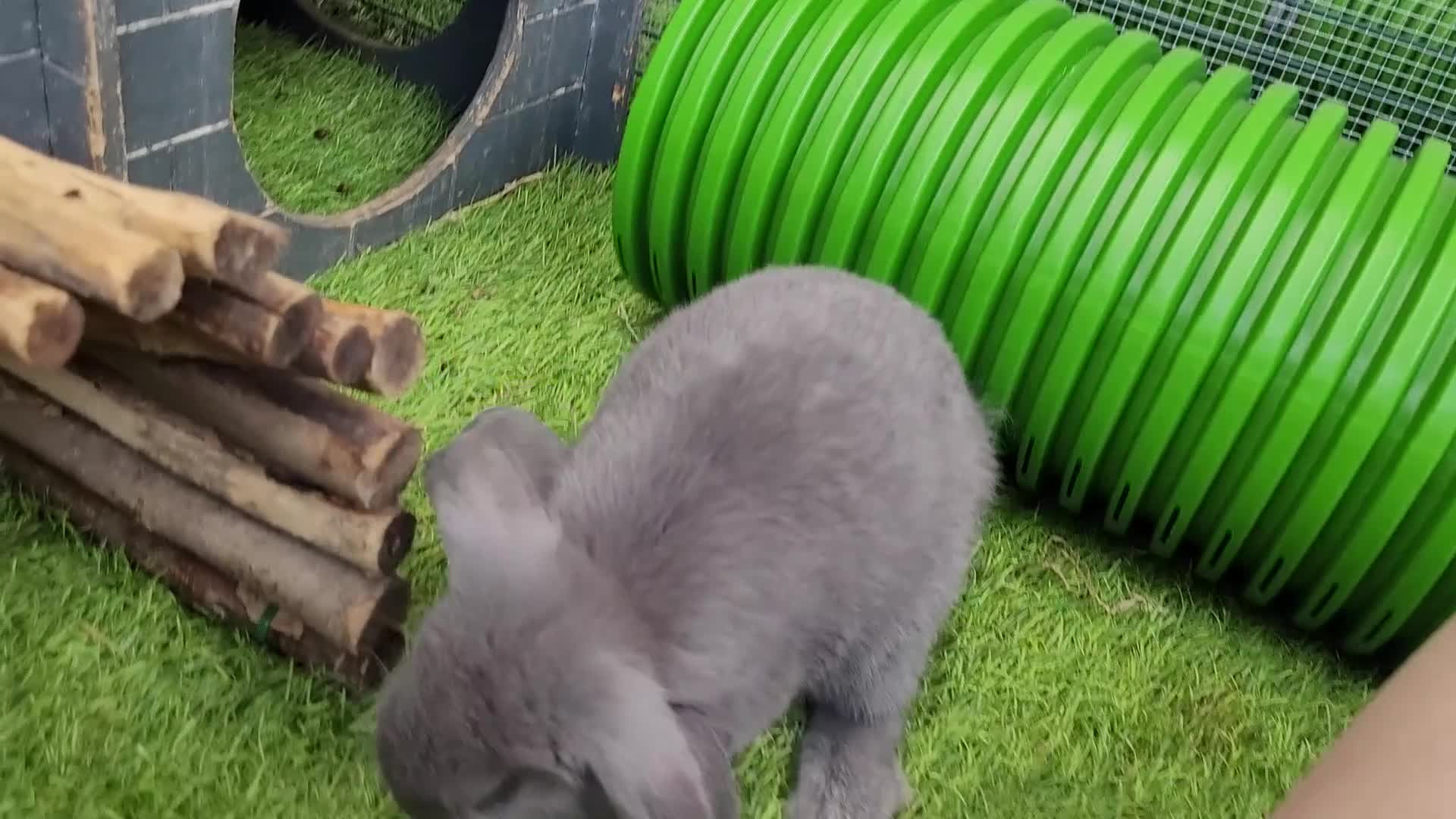 Mini Lop rabbits for sale: Beautiful Mini Lop Mix Rabbits - READY THURSDAY  - Video 1