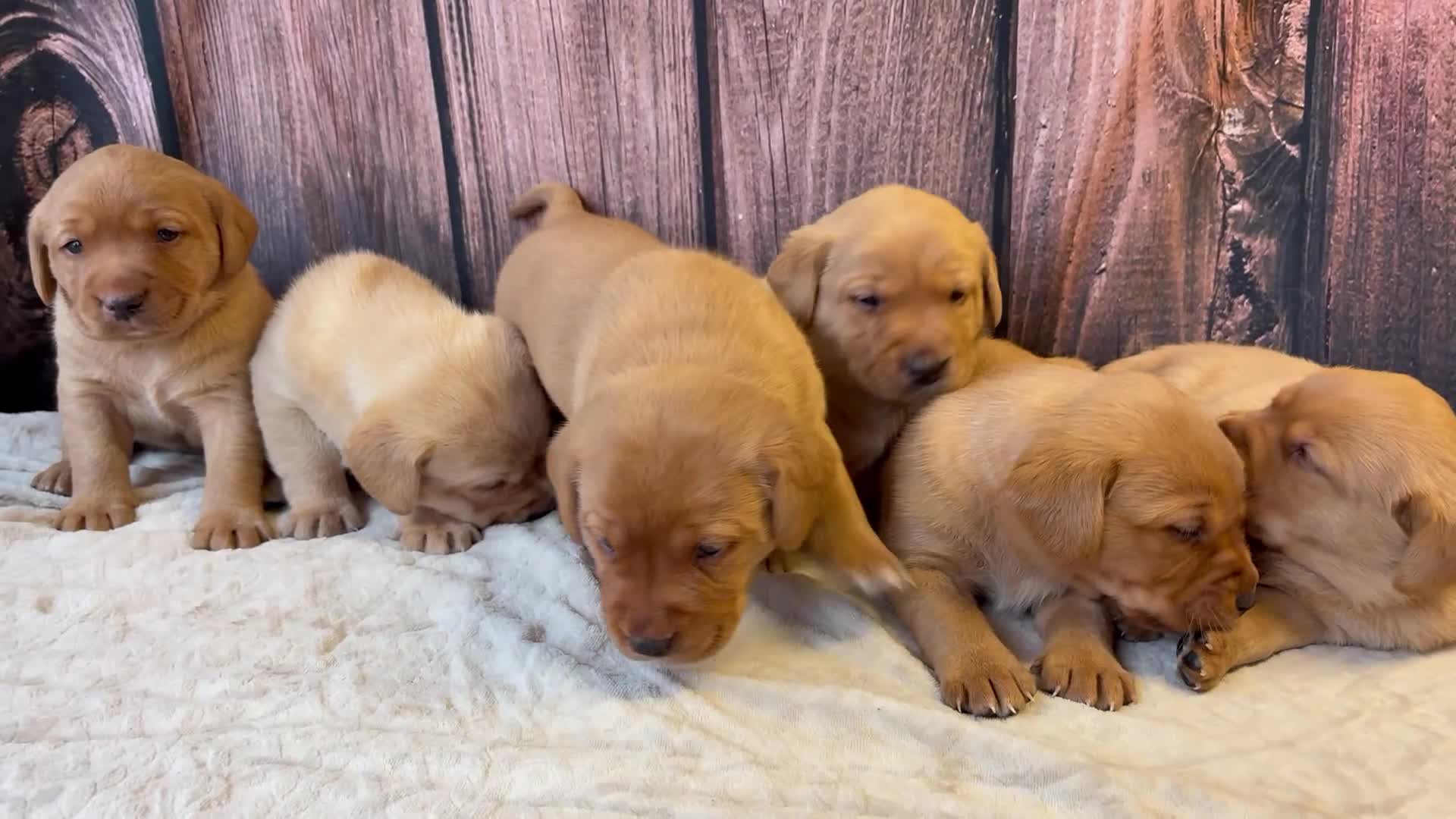 Labrador Retriever dogs for sale: Outstanding Chunky Labradors Puppies 🐶  - Video 1