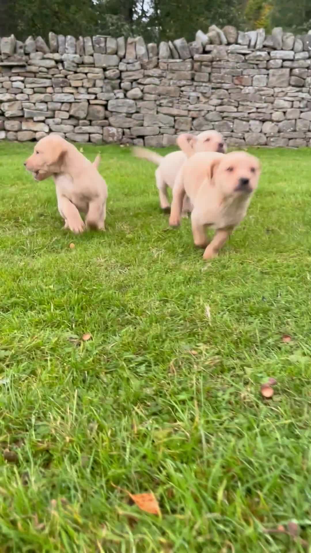 Labrador Retriever dogs for sale: Working Labrador’s  - Video 1