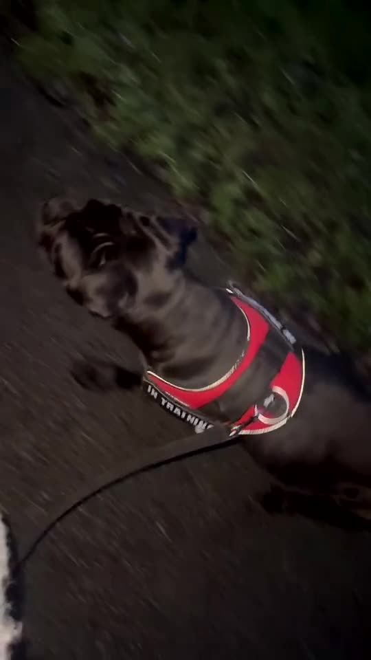 Cane Corso dogs for sale: Cane corso 1 year old - Video 3