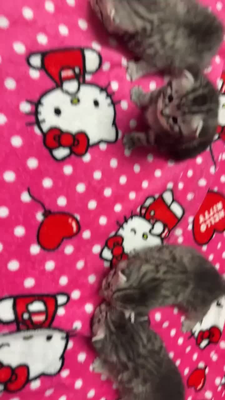 British Shorthair cats for sale: 4 beautiful tabby british shorthair kittens - Video 1