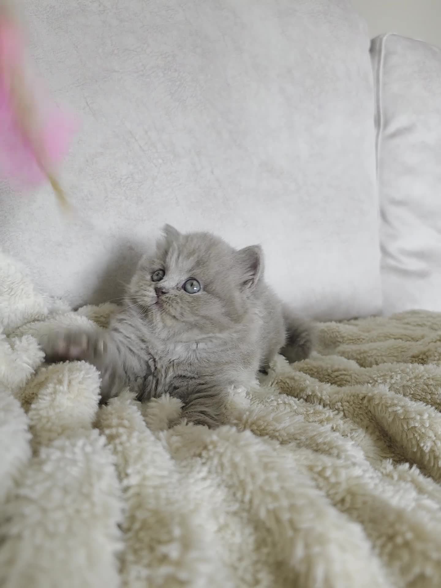 British Longhair cats for sale: Stunning Lilac GCCF British Longhair  - Video 1