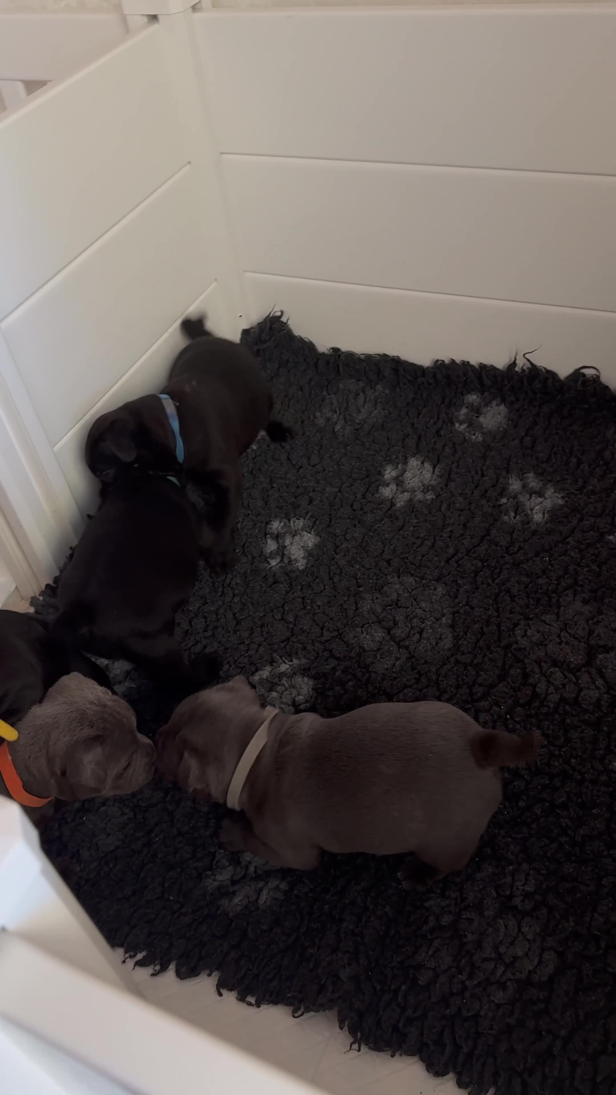 Staffordshire Bull Terrier dogs for sale: last boy True To size Bullscaff bloodline  - Video 4