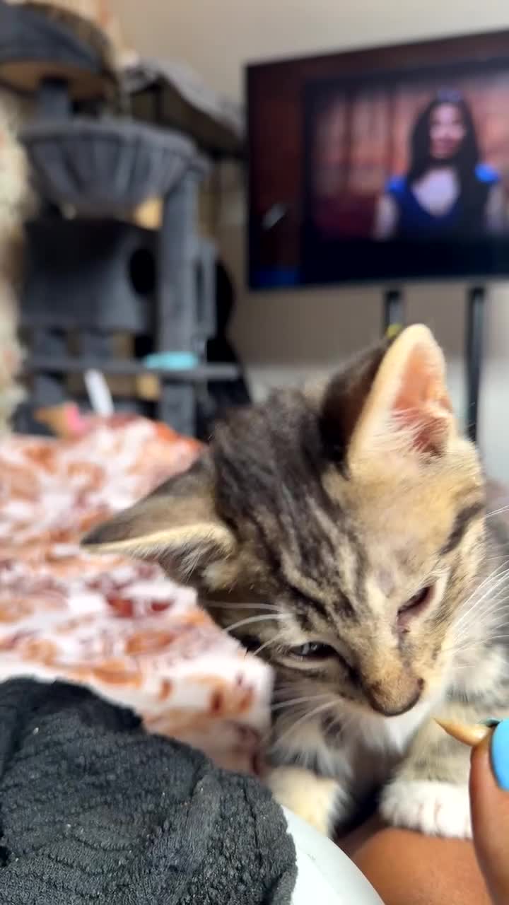 Mixed Breed cats for sale: playful kittens - Video 1