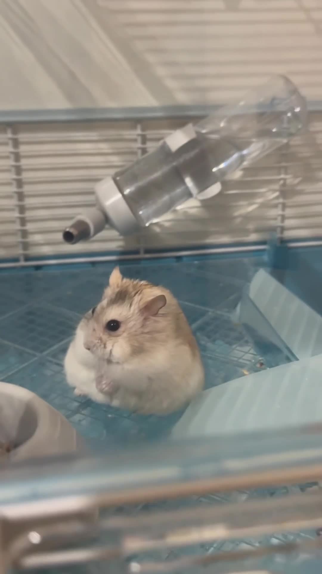 Hamster rodents for sale: Russian Dwarf Hamster  - Video 2