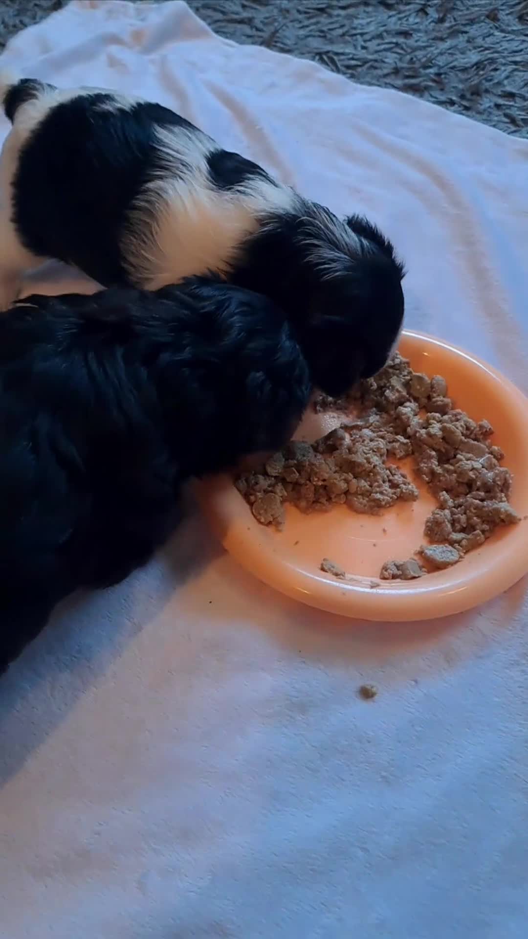 Yorkshire Terrier dogs for sale: Beautiful Biewer Yorkshire pups*LASTBOY Readynow* in Andover - Video 4