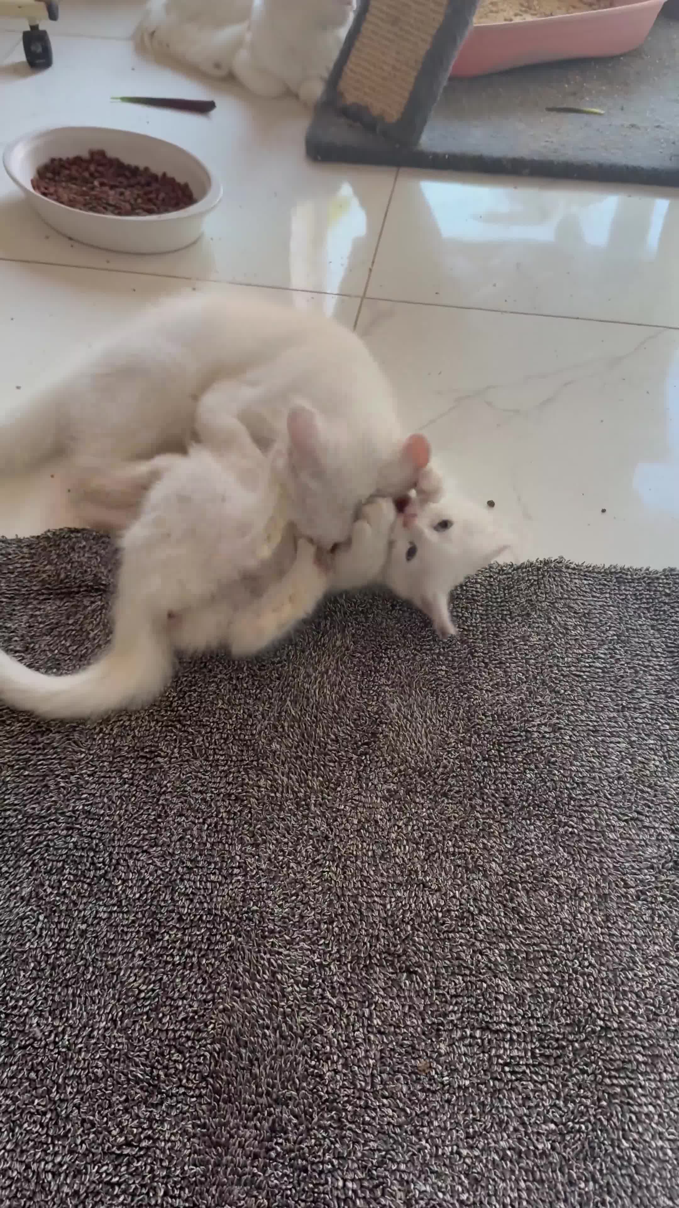 Maine Coon cats for sale: ✨ White Polydactyl Maine Coon Boy – Ready Now! ✨ - Video 2