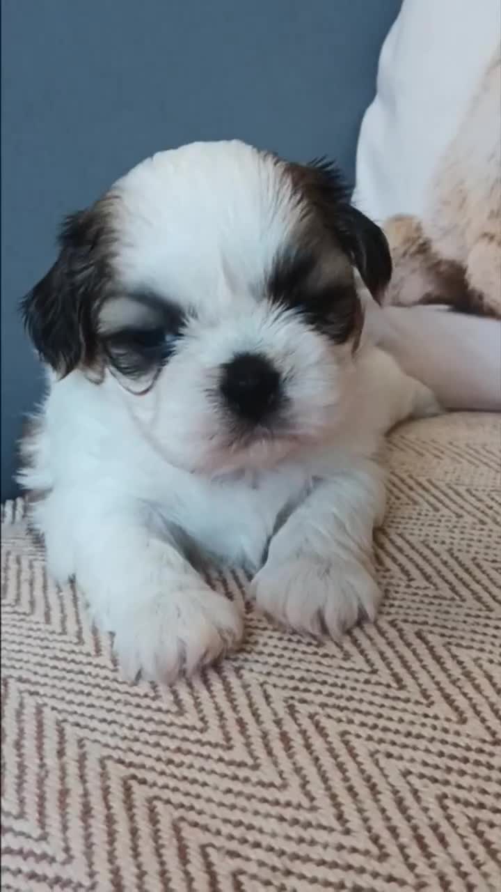 Shih Tzu dogs for sale: Angel’s Shih zhus  - Video 1
