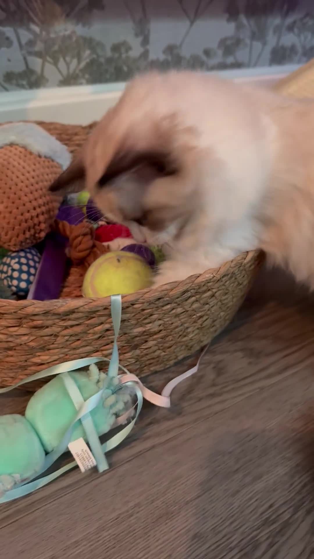 Ragdoll cats for sale: LAST AMAZING RAGDOLL KITTEN / FIFE - Video 1