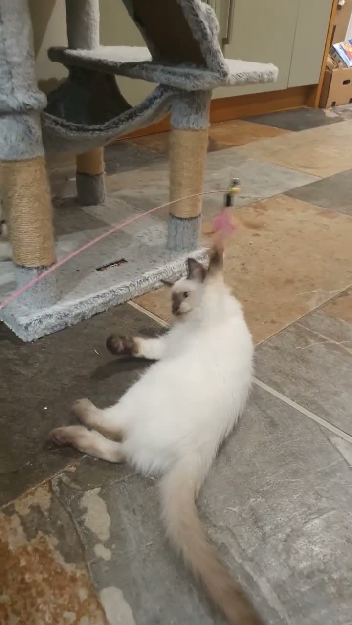 Ragdoll cats for sale: 💖11 WEEKS OLD💖 GCCF Registered Ragdoll Kittens. - Video 5