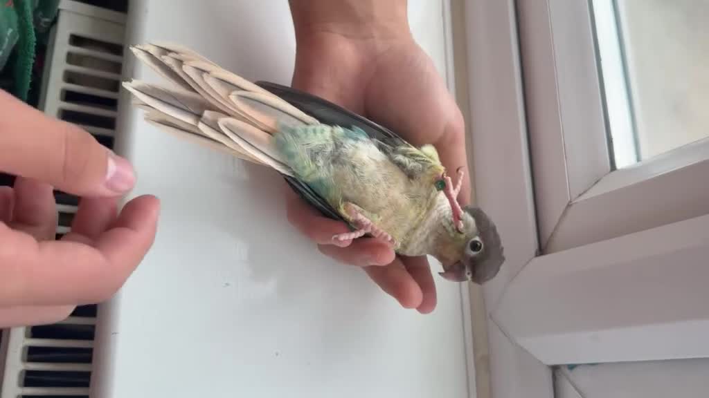 Conures birds for sale: Ready Now: Hand-Reared Baby Conures - Video 2