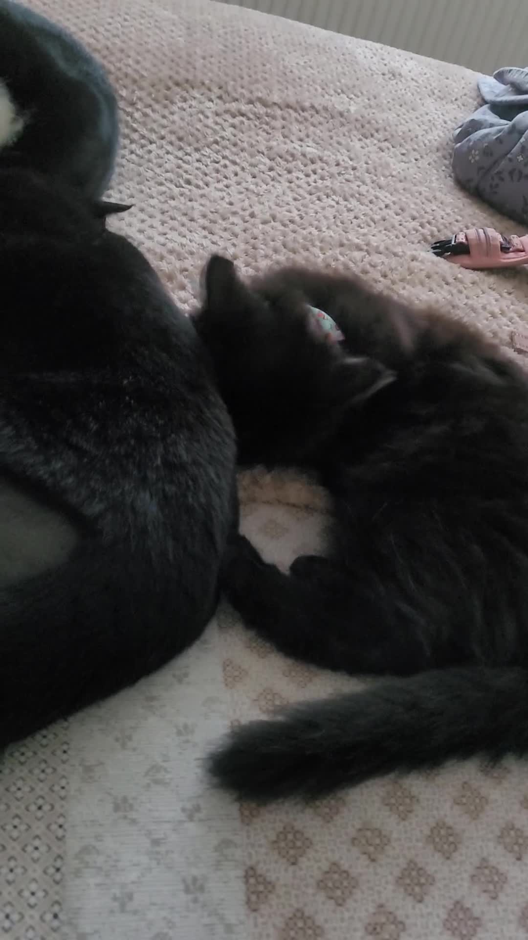 Mixed Breed cats for sale: 2 Fluffy Black kittens-FOR FREE - Video 1