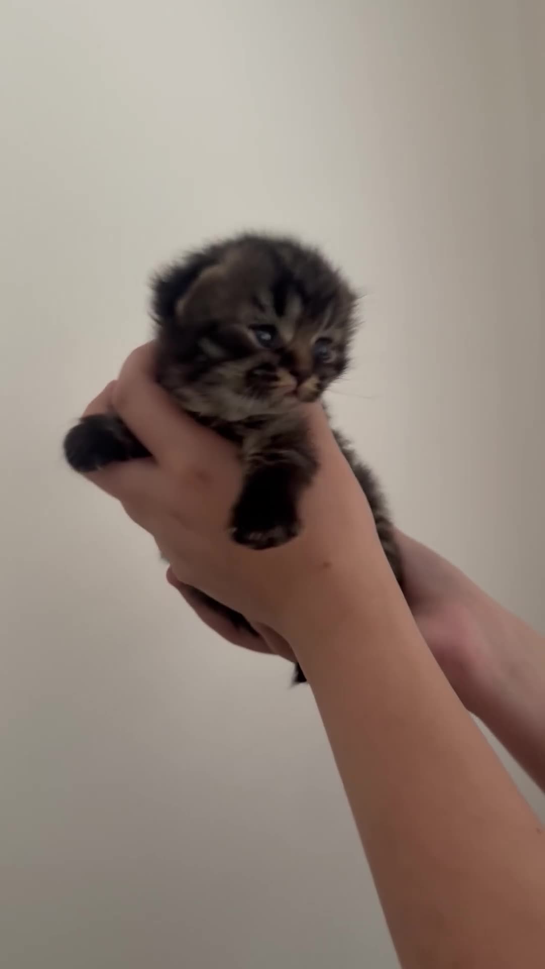 British Shorthair cats for sale: Gorgeous Fluffy British Shorthair Mix Kitten - Video 4