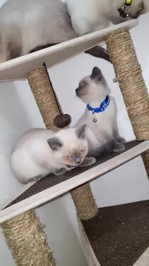 British Shorthair cats for sale: British shorthairs for sale - Video 1