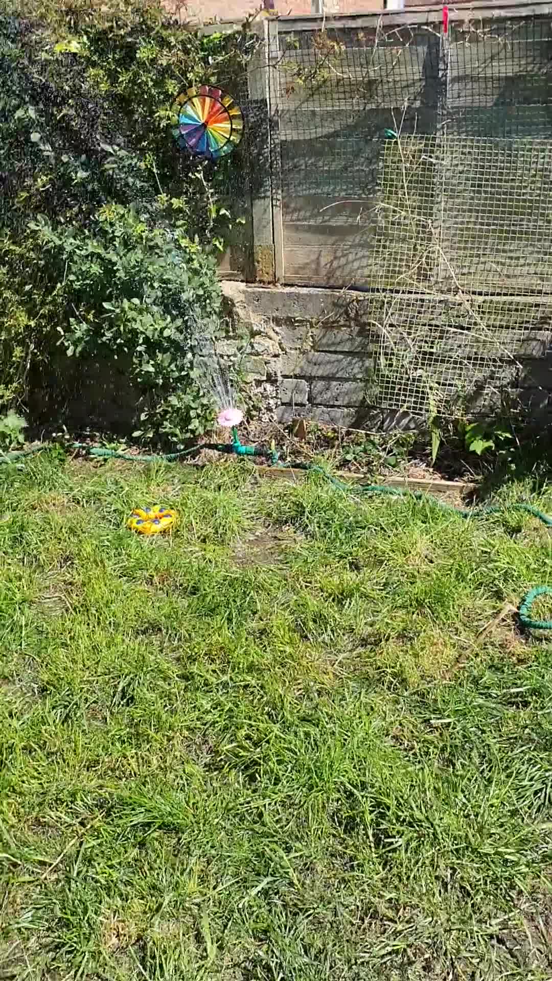 Border Collie dogs for stud: New style male collie ready to stud in Folkestone - Video 1