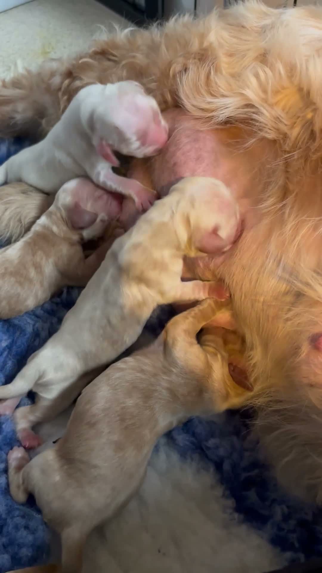 Cocker Spaniel dogs for sale: KC REGISTERED SHOW COCKER SPANIELS  - Video 5
