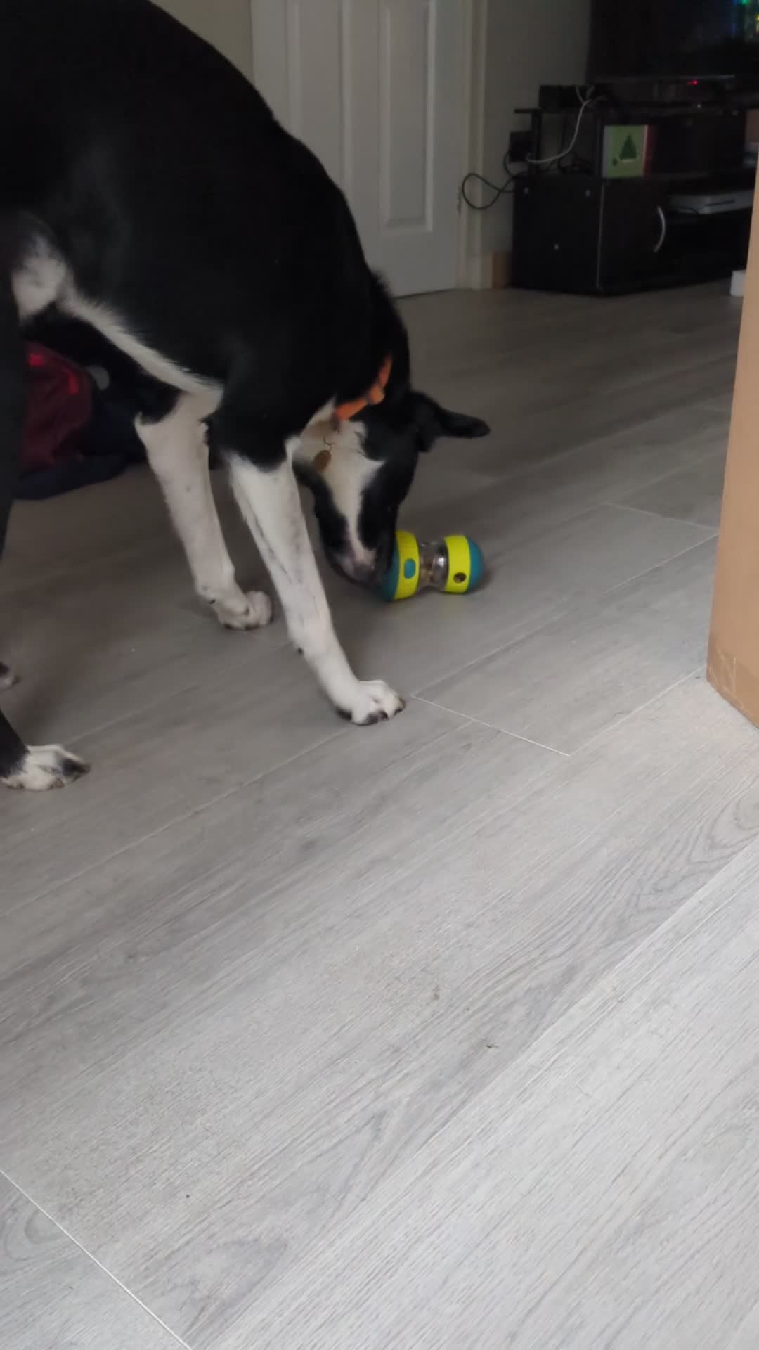 Mixed Breed dogs for sale: Rehoming adult dog - Video 1