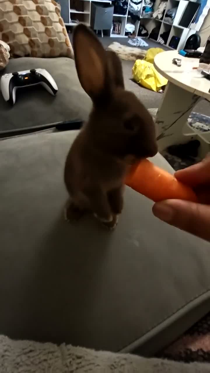Mixed Breed rabbits for sale: Chocolate baby Bunnie's  in Liverpool - Video 2