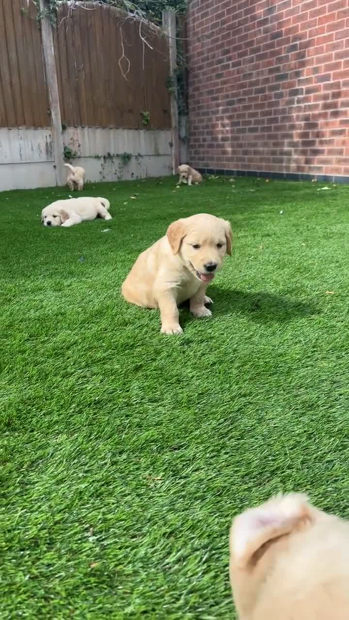 Golden Retriever dogs for sale: Gorgeous Golden Retriever Puppies - Video 1