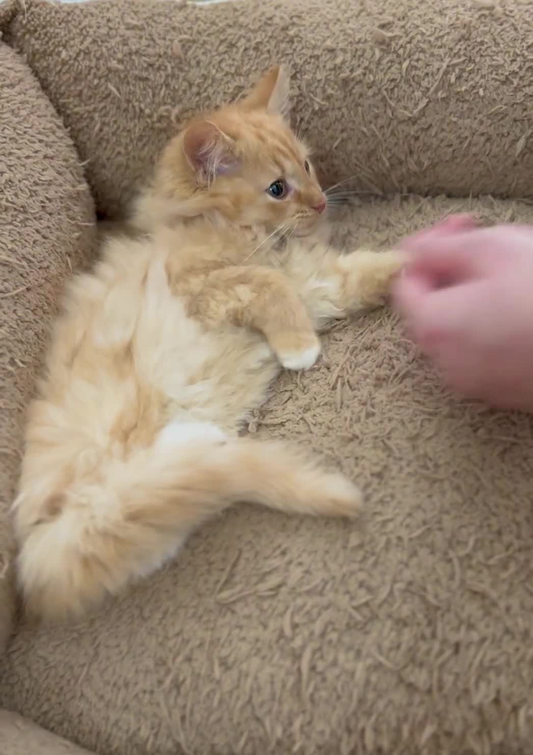 Mixed Breed cats for sale: GORGEOUS X SIBERIAN KITTENS  - Video 1