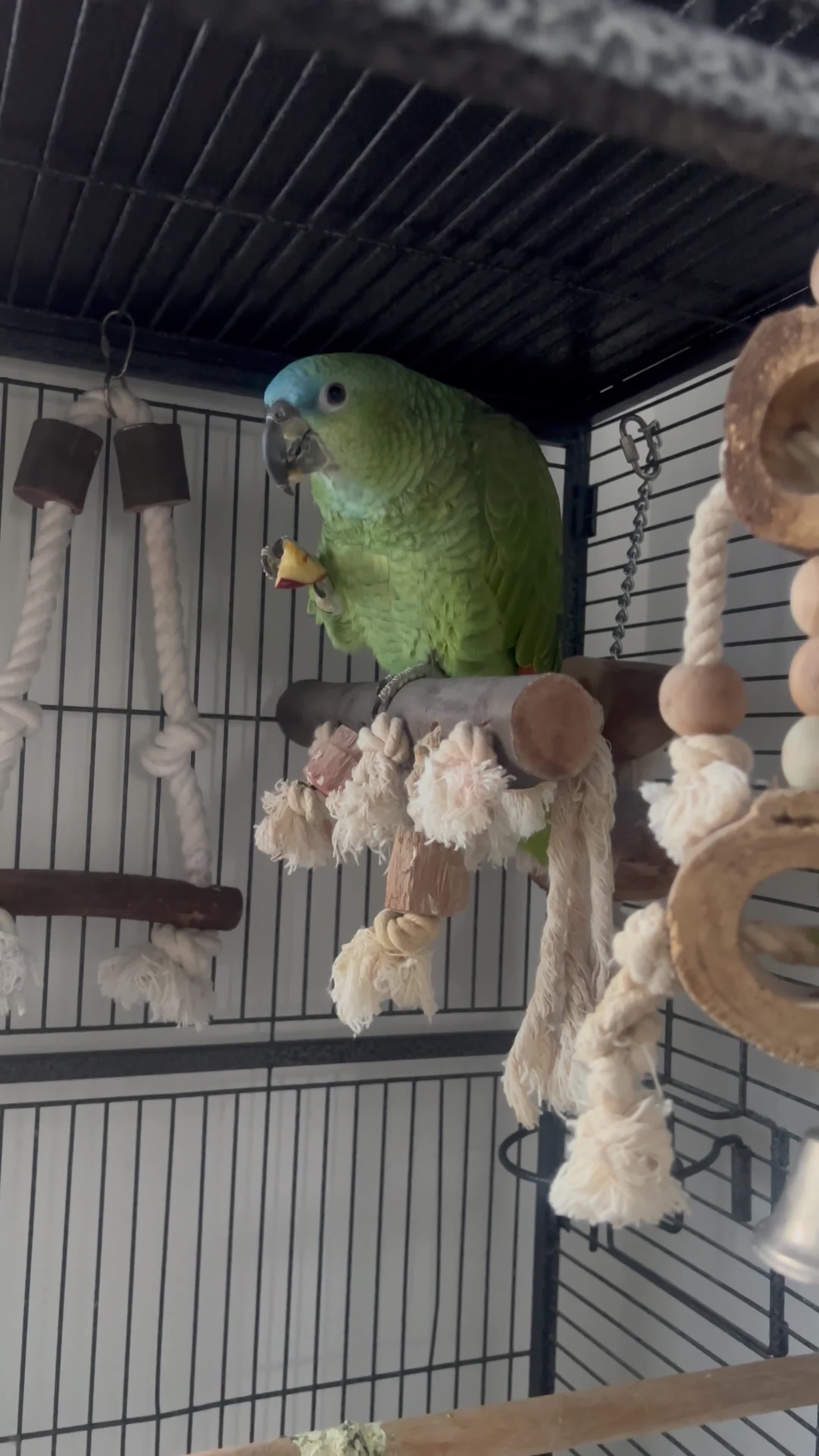 Parrots birds for sale: Blue front Amazon  in London - Video 1