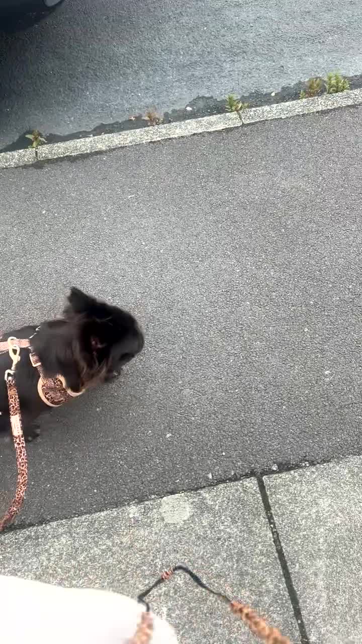 French Bulldog dogs for sale: Fluffy French bulldog  - Video 1