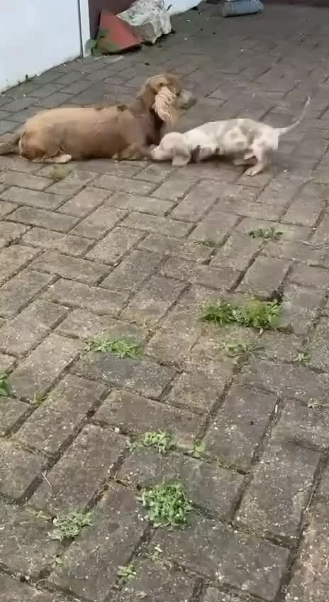 Miniature Dachshund dogs for stud: 🏆ISRI, CHAMPION STUD🏆 - Video 5