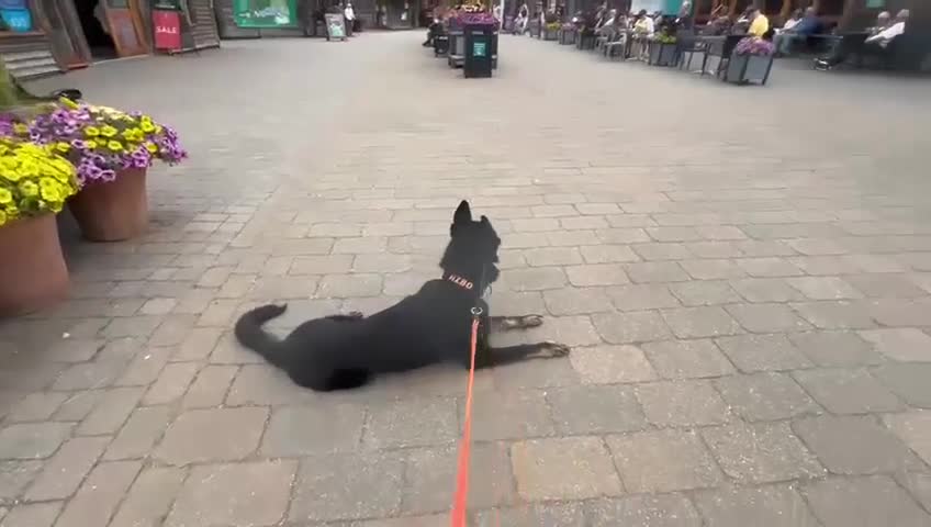 German Shepherd dogs for sale: Exceptional German Shepherd | KC Registered  - Video 2