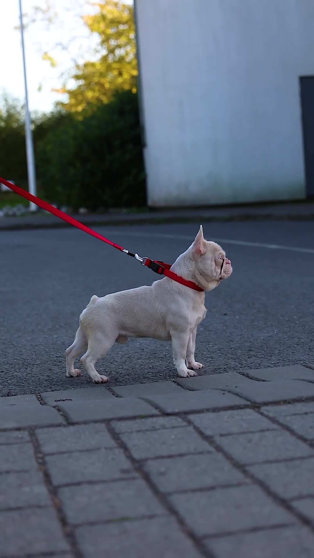 French Bulldog dogs for stud: Visual Pink & Tan Proven Stud  - Video 2