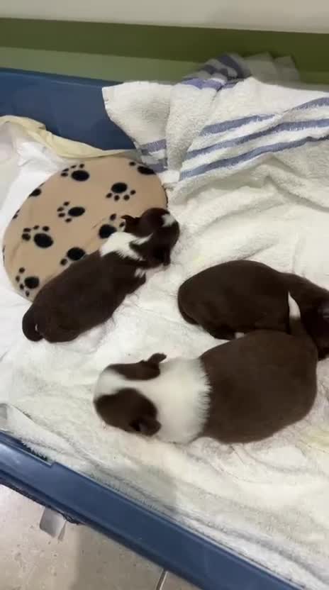 Chihuahua dogs for sale: Russian/Thai Chihuahua  - Video 3