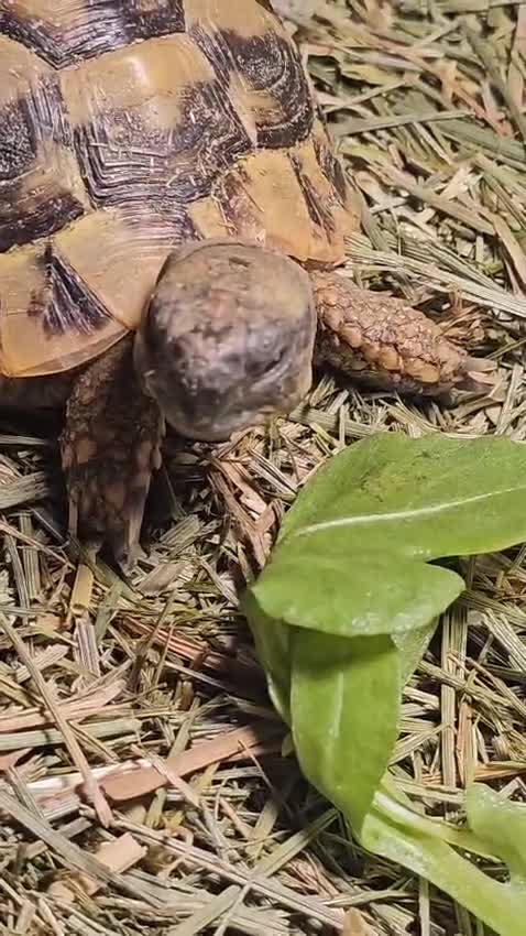 Tortoise reptiles for sale: Pickle the Horsefield tortoise  - Video 1