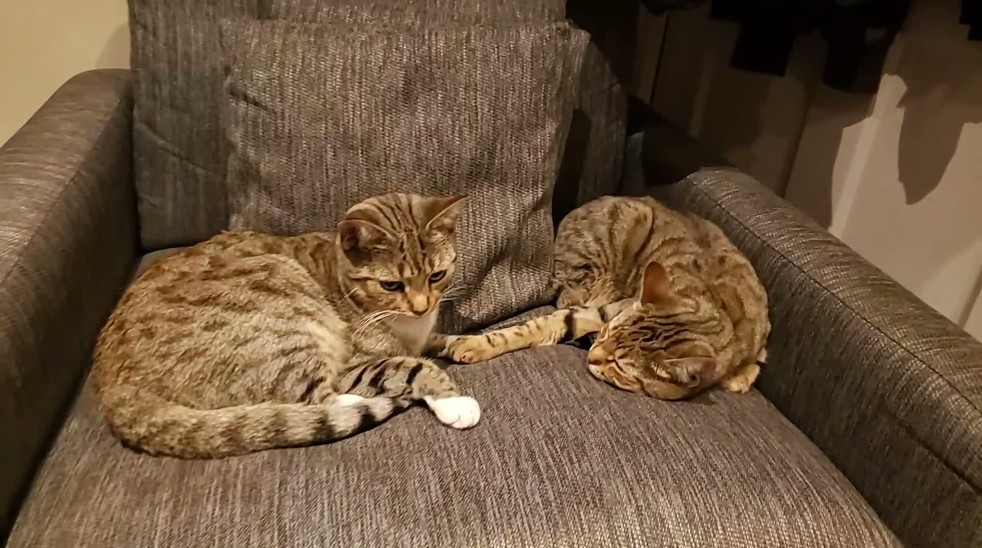 Mixed Breed cats for sale: Two very friendly Young Adult sister Cats - Video 2