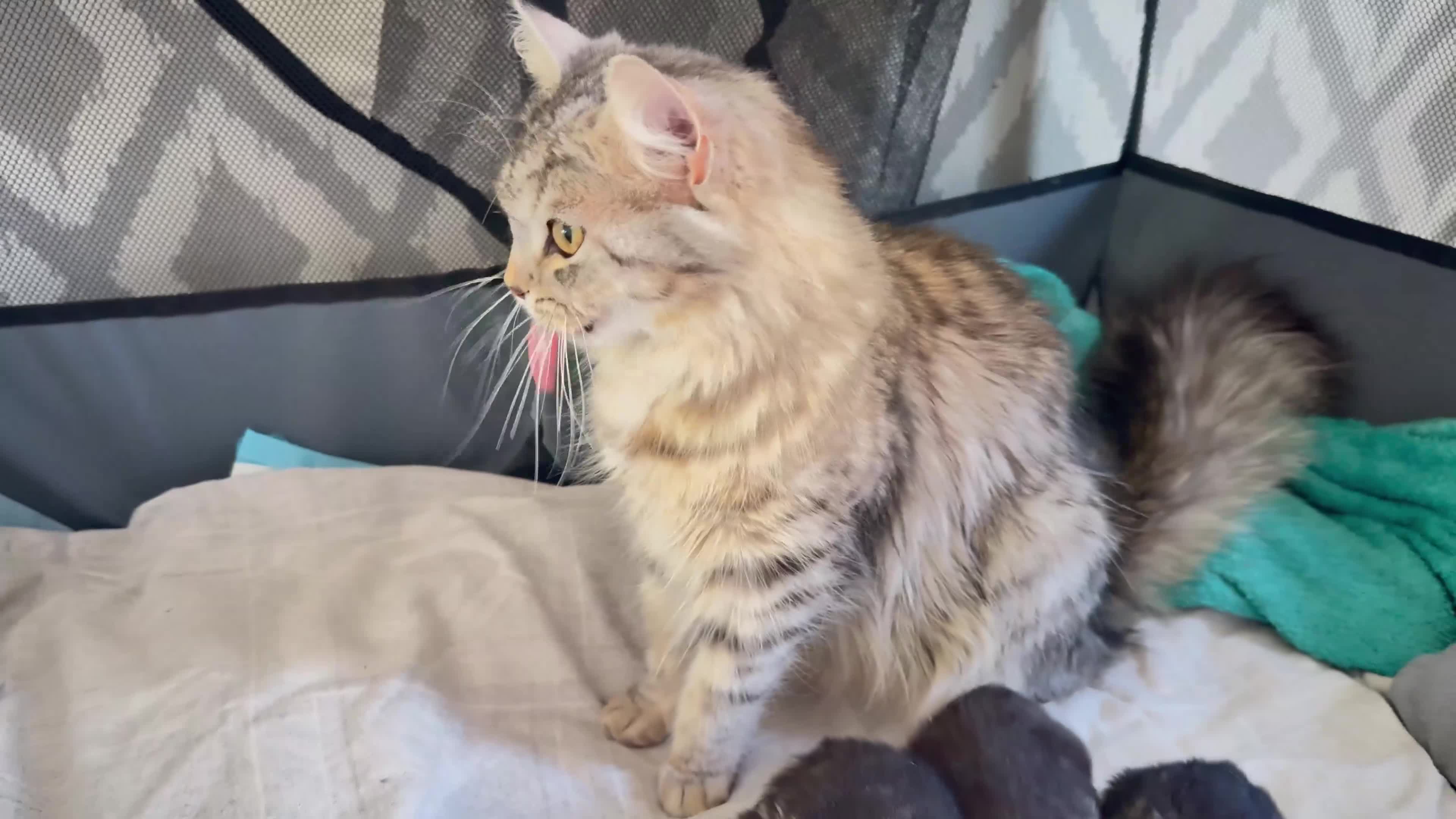 Mixed Breed cats for sale: Maine coon mixed kittens  in Ashford - Video 5