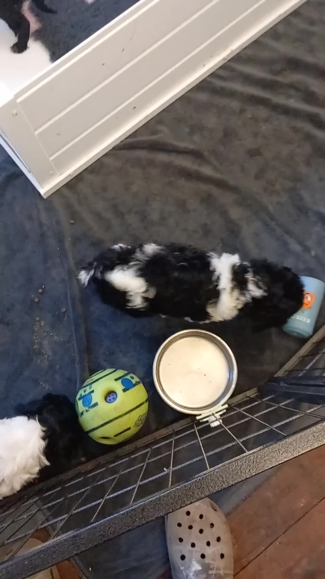 Cockapoo dogs for sale: Beautiful cockapoo puppies  - Video 3